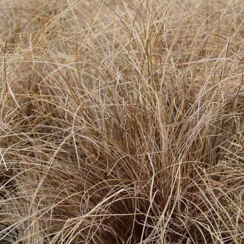 Carex 'Comans Bronze' ---